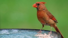 Nature Animals Birds Northern Cardinal