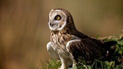 nature Animals Birds owl animal eyes yellow eyes