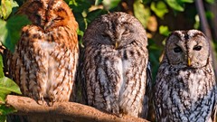 Nature Animals Birds Owls