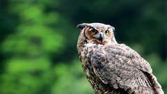 Nature Animals Birds Owls