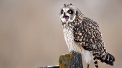 Nature Animals Birds Owls