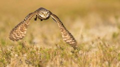 Nature Animals Birds Owls