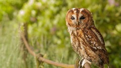 Nature Animals Birds Owls
