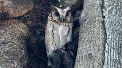 Nature Animals Birds Owls