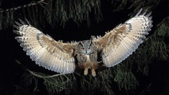 Nature Animals Birds Owls
