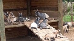 Nature Animals Birds paradise South Africa Goats western capes