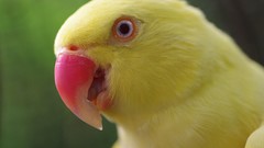 Nature Animals Birds Parrots