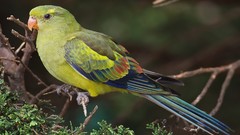 Nature Animals Birds Parrots