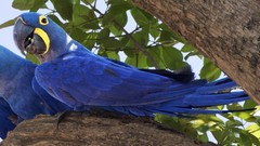 Nature Animals Birds Parrots Hyacinth Macaw