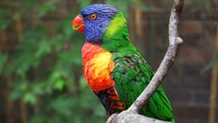 Nature Animals Birds Parrots multicolor rainbow lorikeet