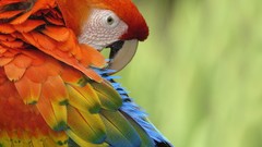 Nature Animals Birds Parrots Scarlet Macaws