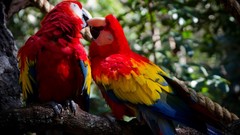 Nature Animals Birds Parrots wildlife Scarlet Macaws