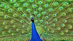 Nature Animals Birds Peacocks