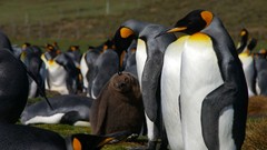 Nature Animals Birds Penguins