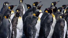 Nature Animals Birds Penguins