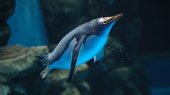 Nature Animals Birds Penguins zoo