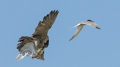 Nature Animals Birds peregrine falcon