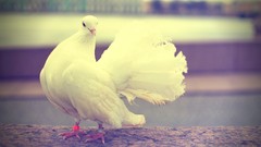 Nature Animals Birds Pigeons