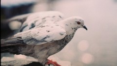 Nature Animals Birds Pigeons