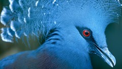 Nature Animals Birds Pigeons Victoria Crowned Pigeon