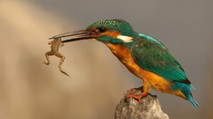 Nature Animals Birds Prey Frogs kingfisher