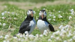 Nature Animals Birds puffin