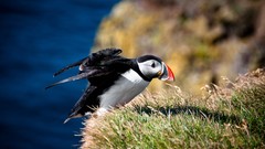 Nature Animals Birds puffin