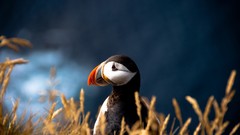 Nature Animals Birds puffin