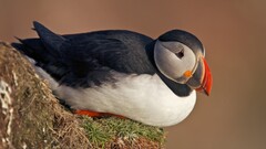 nature Animals Birds puffins