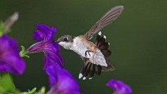 Nature Animals Birds purple flowers hummingbirds