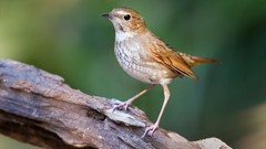 Nature Animals Birds robins