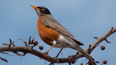 Nature Animals Birds robins