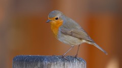 Nature Animals Birds robins