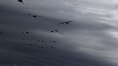 Nature Animals Birds seagulls