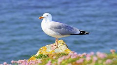 Nature Animals Birds seagulls