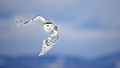 Nature Animals Birds skies Owls