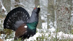 nature Animals Birds snow