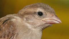 Nature Animals Birds sparrow