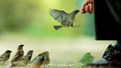 Nature Animals Birds sparrow boots