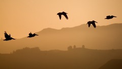 Nature Animals Birds swarm