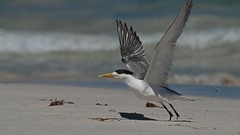 Nature Animals Birds tern