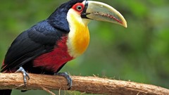 Nature Animals Birds toucans