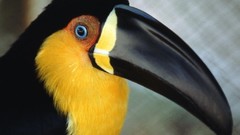 Nature Animals Birds toucans