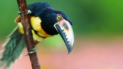 Nature Animals Birds toucans