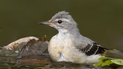 Nature Animals Birds Wagtails