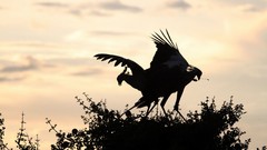 Nature Animals Birds Wild silhouettes