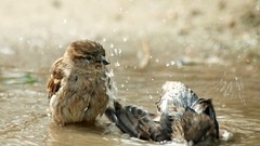 Nature Animals Birds wildlife