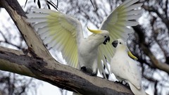 Nature Animals Birds wings feathers Parrots wildlife cockatoo