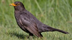 Nature Animals Birds worms blackbird