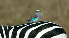 Nature Animals Birds zebras Lilac-breasted Roller